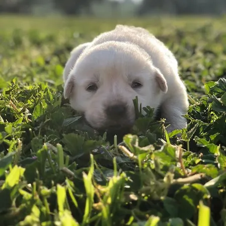 Tenuta De Luca ファームステイ サン・ニカンドロ・ガルガーニコ