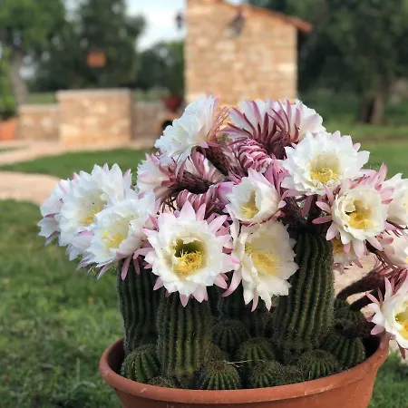 Tenuta De Luca ファームステイ *